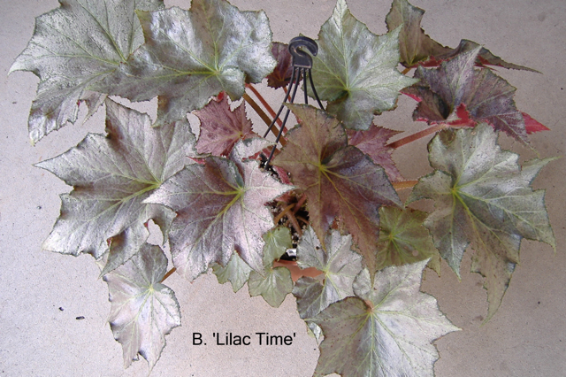 B. ‘Lilac Time’